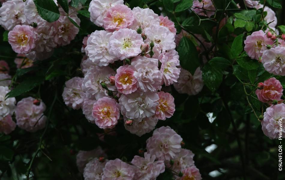 ©SUNFLOR – Primavera